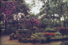Mehera's Garden