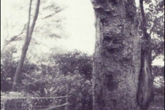 Baba's image on Umar tree